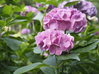 からきだの道のあじさい写真3