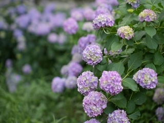 からきだの道のあじさいの写真2