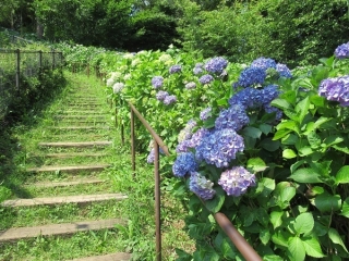 からきだの道のあじさいの写真2