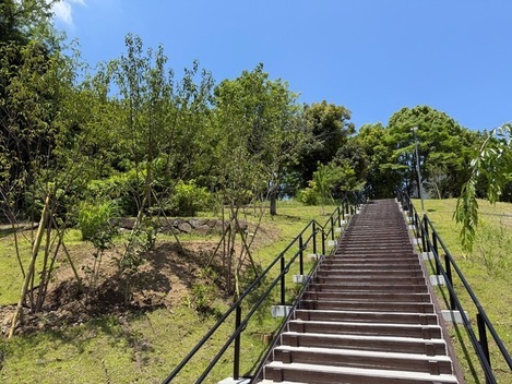 多摩中央公園の梅の谷