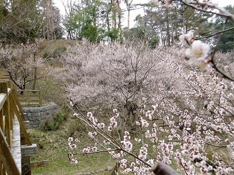 原峰公園の梅の写真