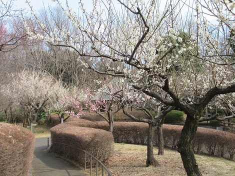 一本杉公園の梅の写真