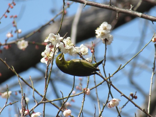 梅とめじろの写真
