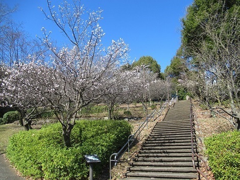 多摩中央公園の梅の写真（リニューアル前）