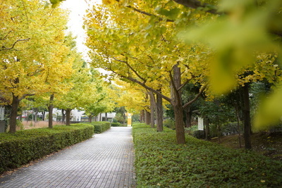 いちょう橋の写真