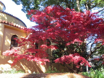 旧多摩聖蹟記念館前の紅葉の写真