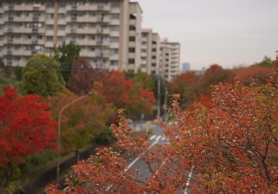 諏訪の谷通りの写真