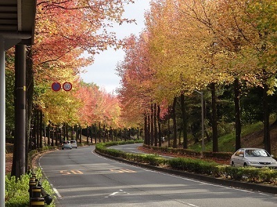 上之根大通りの写真