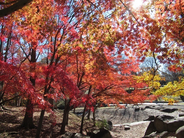 上之根大通りの紅葉の写真