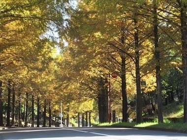 メタセコイア通りの写真1