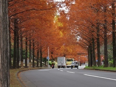 メタセコイア通りの写真2