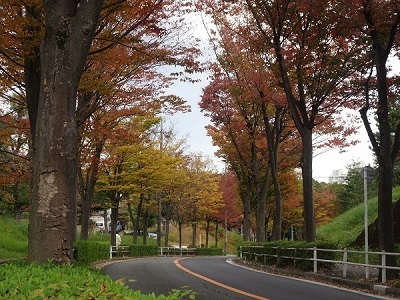 落合けやき通りの写真