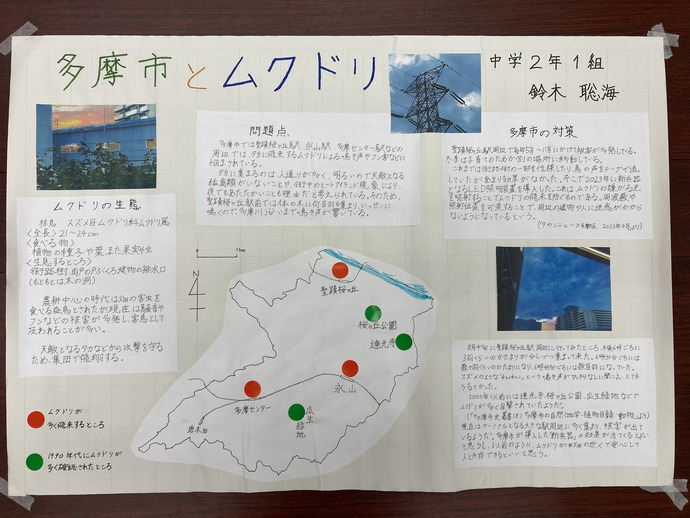 多摩市とムクドリ