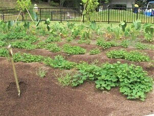 サトイモとサツマイモ畑の写真