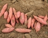 掘り上げたサツマイモのイメージ写真