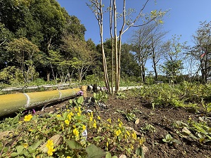 グリーンライブセンターの山野草エリアの写真