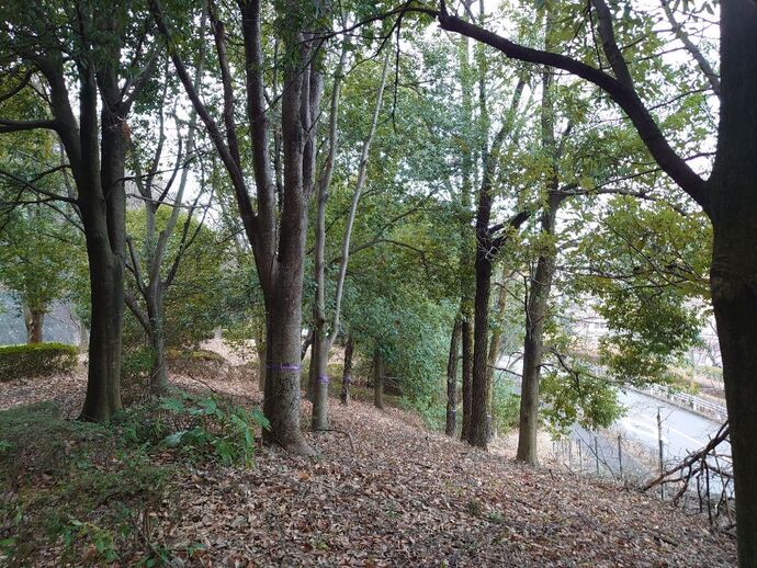 貝取山緑地の樹木　伐採前