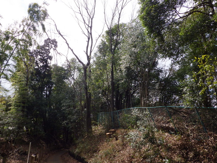 伐採後のよこやまの道