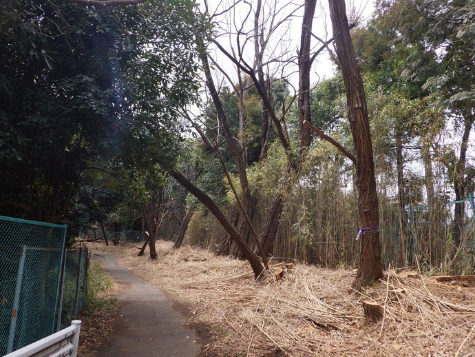 伐採後のよこやまの道の様子