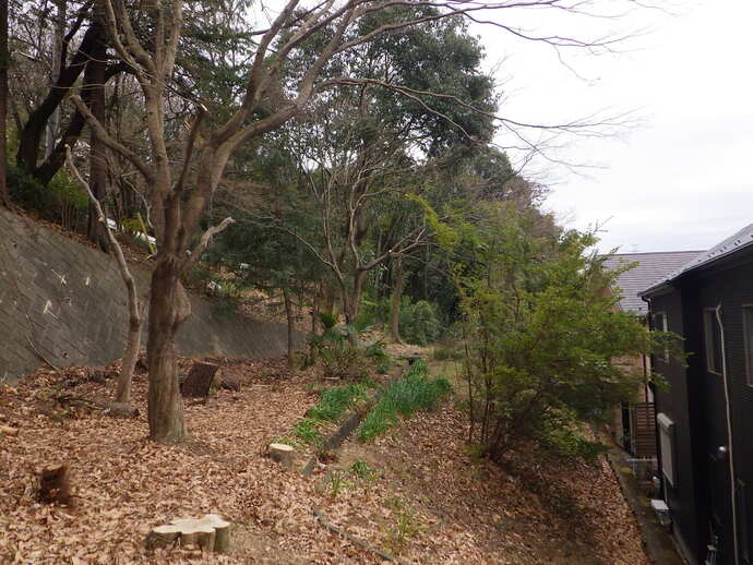 伐採後の貝取山緑地の様子