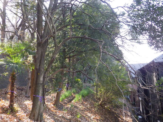 伐採する前の貝取山緑地の様子