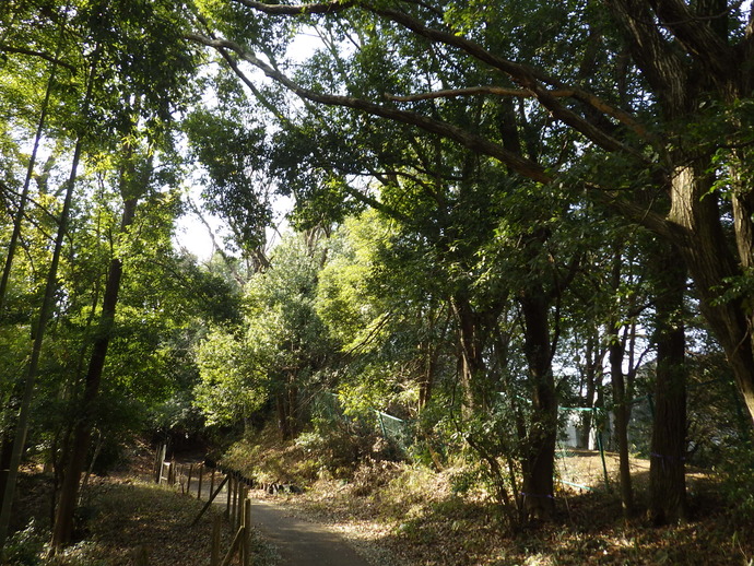 伐採前（よこやまの道）