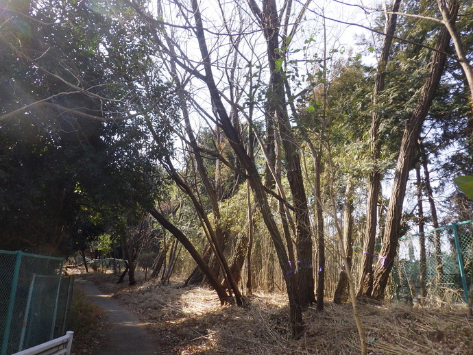 伐採前のよこやまの道の様子