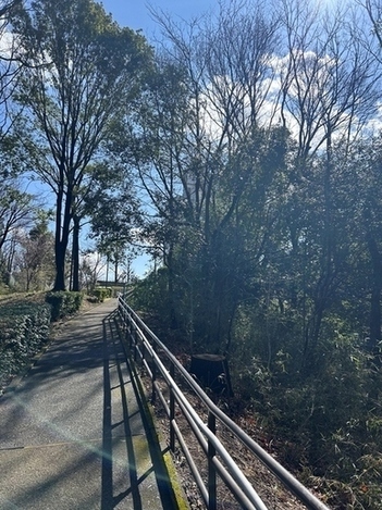 伐採後の亀ヶ谷緑地の様子