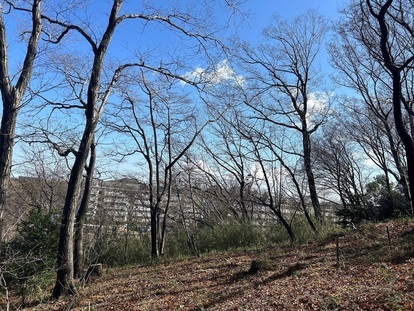 亀ヶ谷緑地の伐採後の様子