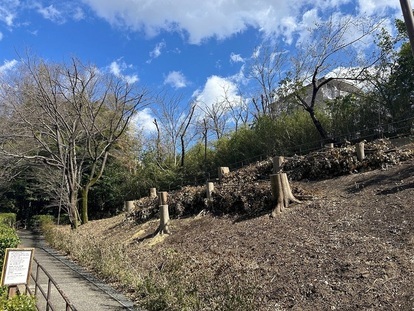 伐採後の亀ヶ谷緑地の様子