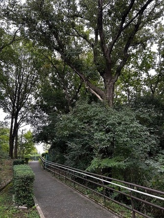 伐採する前の亀ヶ谷緑地の様子