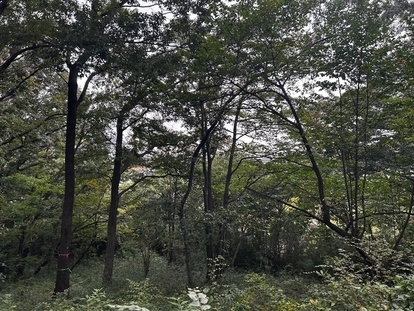 亀ヶ谷緑地の樹木　伐採前