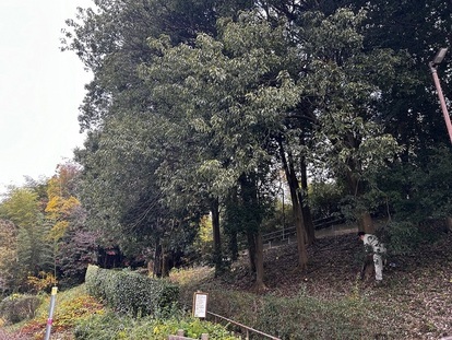 亀ヶ谷緑地伐採前の様子