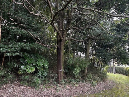 伐採（間引き）前（鶴牧第1緑地）