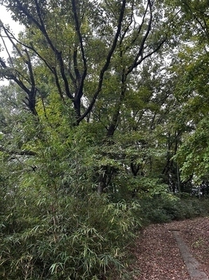 伐採前の鶴牧第1緑地の様子