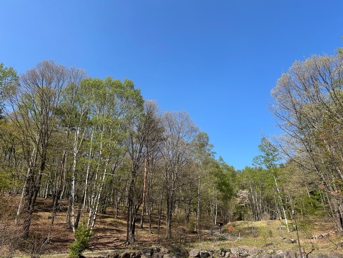 八ヶ岳少年自然の家の森