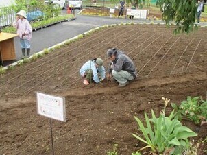 コミュニティガーデンで苗の植え付けをする参加者の写真