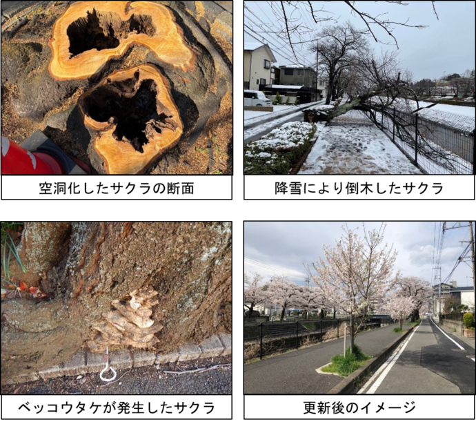腐朽、倒木、空洞化した桜の写真および更新後のイメージ