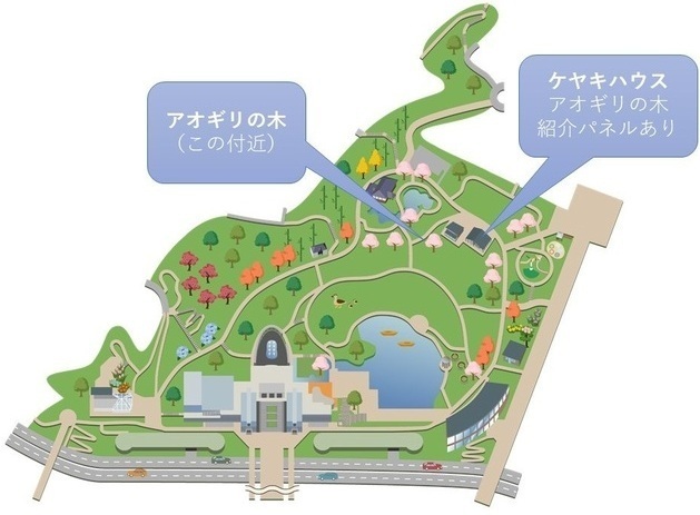 アオギリの木マップ