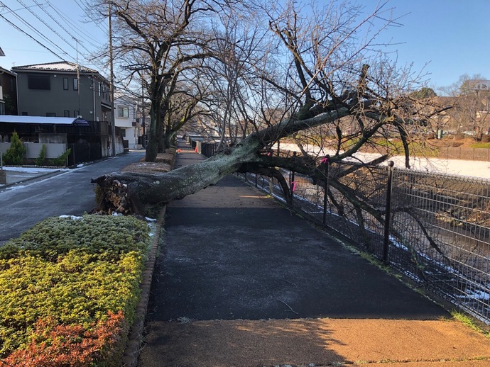 図：多摩市乞田川倒木の様子
