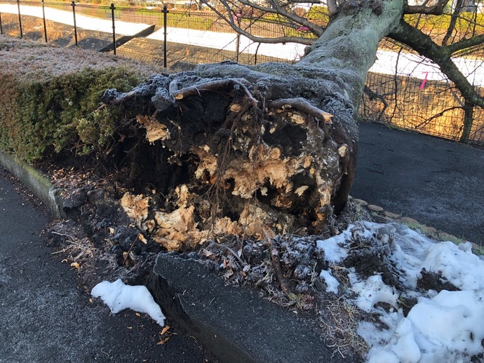 図：多摩市乞田川倒木の様子2