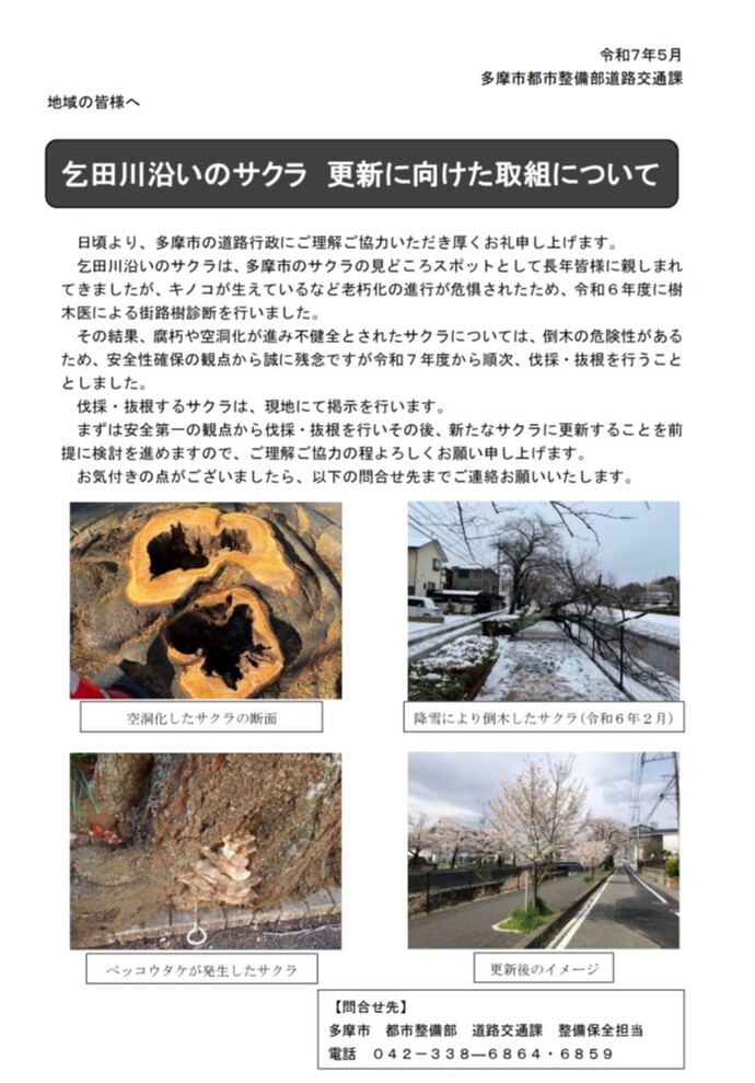 図：乞田川沿いのサクラ　更新に向けた取り組みについて