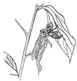 セミが羽化している様子のイラスト