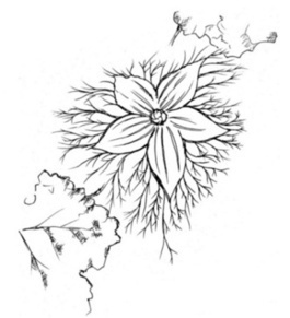 カラスウリの花のイラスト