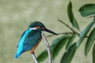 写真：カワセミ