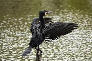 写真：ガビチョウ