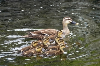 写真：カルガモ1