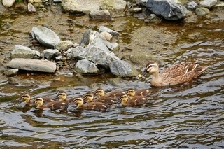写真：カルガモ2