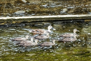 写真：カルガモ