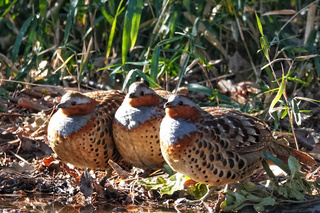 写真:コジュケイ